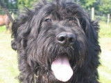Académie Canine