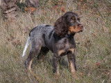 Épagneul Picard de la Noble Chasse
