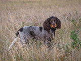 Épagneul Picard de la Noble Chasse
