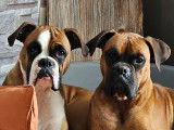 Tayka (masque blanc) et Pako (masque noir)