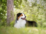 De la Forêt qui Chante