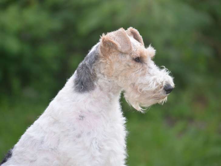 Fox Terriers Patch Hill