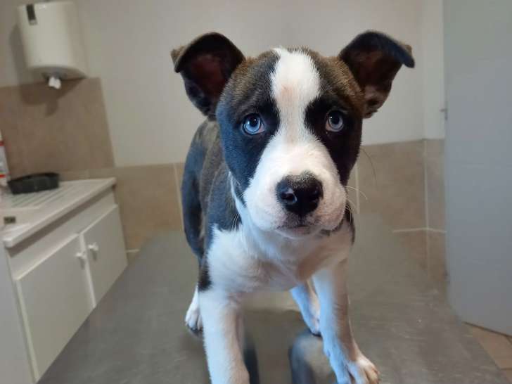 Veto Bien-&ecirc;tre