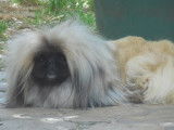 Des Capucins De Pek King
