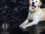 L'Oasis