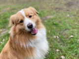 Royal Pet Club