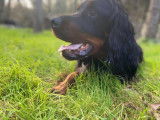 Royal Pet Club