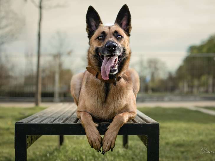 G'Duc Mon Chien