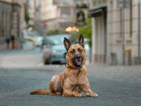 G'Duc Mon Chien
