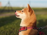 G'Duc Mon Chien
