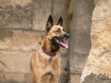 G'Duc Mon Chien
