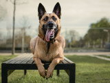 G'Duc Mon Chien