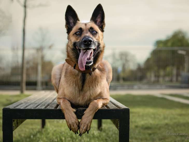 G'Duc Mon Chien