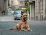 G'Duc Mon Chien