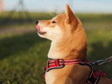 G'Duc Mon Chien