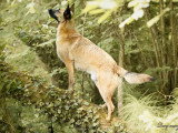 G'Duc Mon Chien