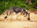 ECP - Éducation Canine Personnalisée