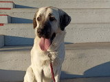 ECP - Éducation Canine Personnalisée