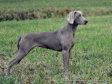 Edelweims De La Clarée