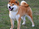 Des Shiba De Treheu