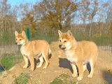 Des Shiba De Treheu
