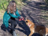 Histoire de chien 17