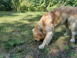 Esprit canin