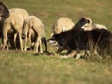 Chien de berger au Troupeau