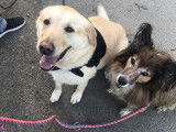 Mel & 1 chien