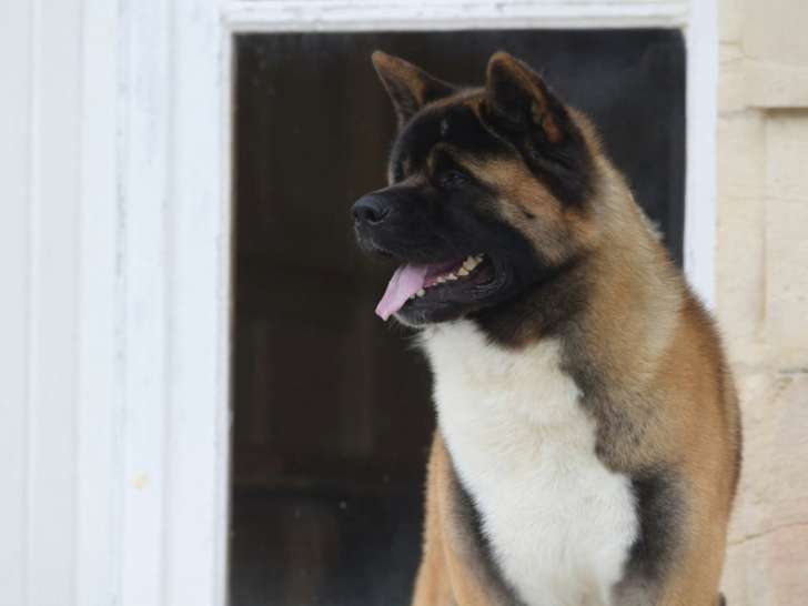 Akita Américain, élevage Special Approach, Futur Champion, Meilleur élevage de France et top recommandation selon nos clients.