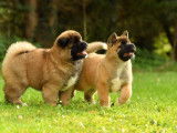 Chiots Akita Américain, élevage Special Approach, Futur Champion, Meilleur élevage de France et top recommandation selon nos clients.