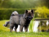 Comme Cha et Chiens