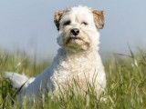 Comme Cha et Chiens