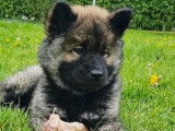 Comme Cha et Chiens