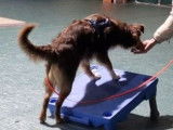 Com'in Dog