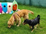 Com'in Dog