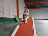 Com'in Dog