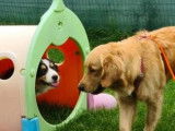 Com'in Dog
