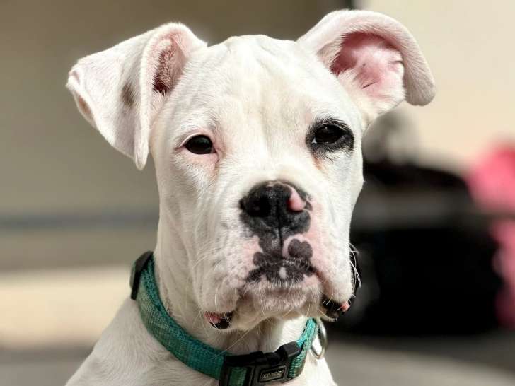 Clinique v&eacute;t&eacute;rinaire des Trois Fontaines