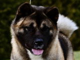 First Klas Akitas