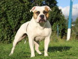 Faithfullbull American Bulldogs