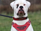 Faithfullbull American Bulldogs