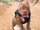 Bull Style Pitbull