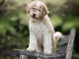 Aussiedoodle Estrie