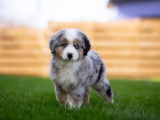 Milldamcreek Miniature American Shepherds