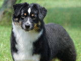 Milldamcreek Miniature American Shepherds