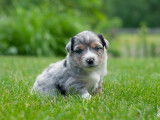 Milldamcreek Miniature American Shepherds