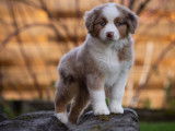 Milldamcreek Miniature American Shepherds