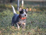 Beechgrove Australian Cattle Dogs