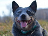 Beechgrove Australian Cattle Dogs